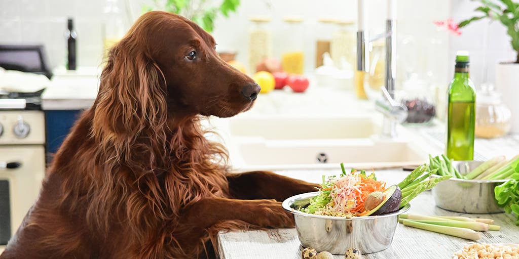 Can Fresh Pet Dog Food Be Frozen: A Guide for Pet Parents