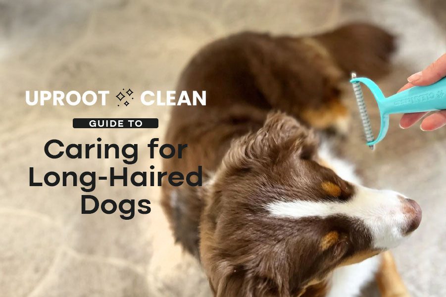 How to Clean Dog Ears: The Ultimate Guide to Spotless Canine Ears