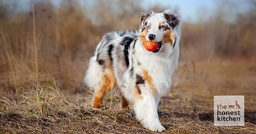 Best Dog Food For Australian Shepherd