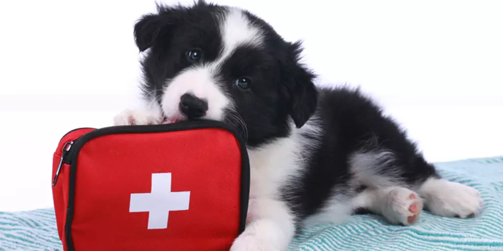 Common Dog Injuries: Prevention and First Aid Tips