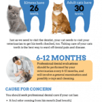 Essential Tips for Dental Care For Cats Healthy Teeth