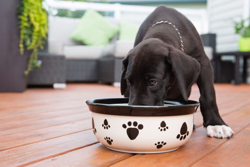 Nutrition Tips For Dogs