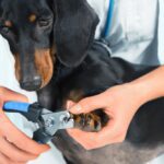 Why Is It Important To Trim Dog Nails