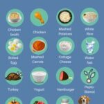 Bland Diet for Dogs Recipe: Easy, Healthy & Vet-Approved Meals