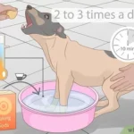 Dog Licking Paws Remedies: Effective Solutions to Try Today