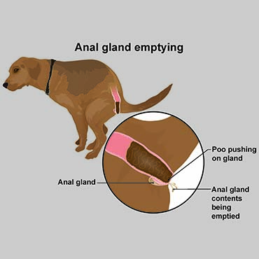 Dogs Anal Glands