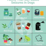 What Toxins Can Cause Seizures in Dogs