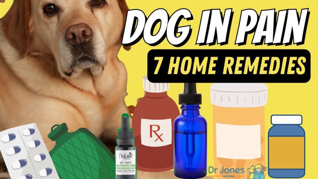 Home Remedies for Dog Pain: Effective Natural Solutions