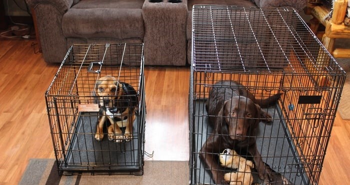 Best dog crates for large dogs