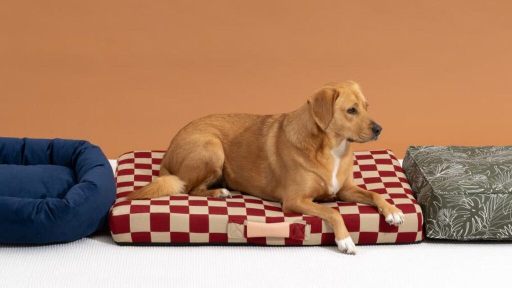 Do dogs prefer hard or soft beds