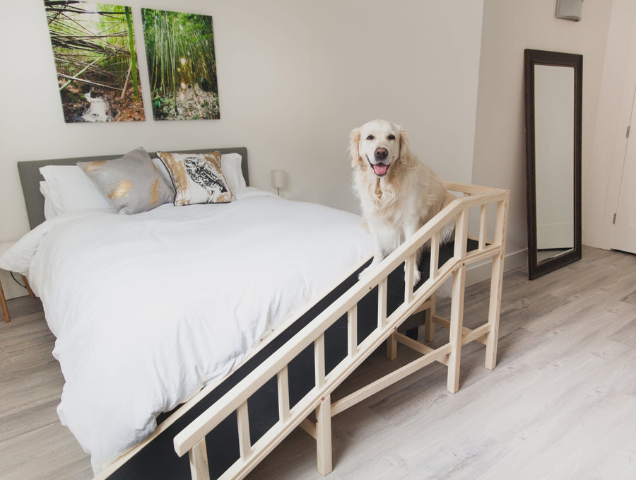 best bed ramp for dog