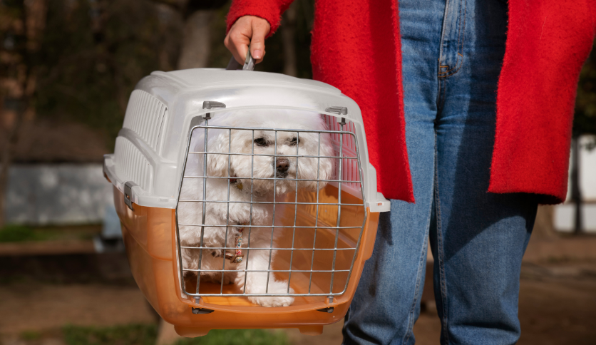 Dogs Happy in Crates