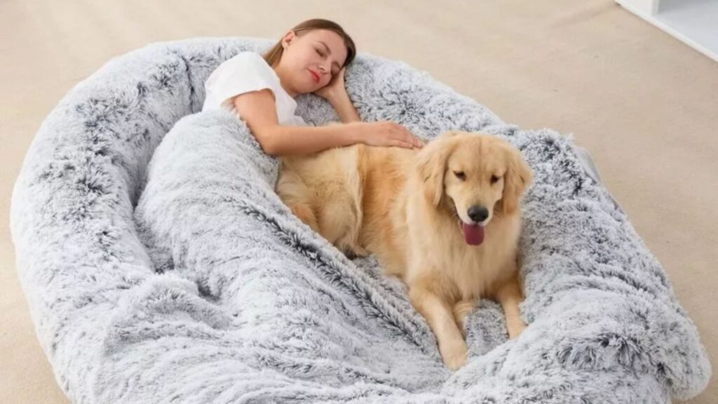 What type of bed is best for dogs