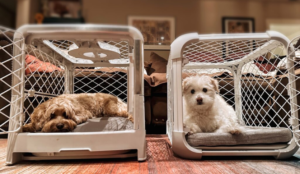 strong dog crates