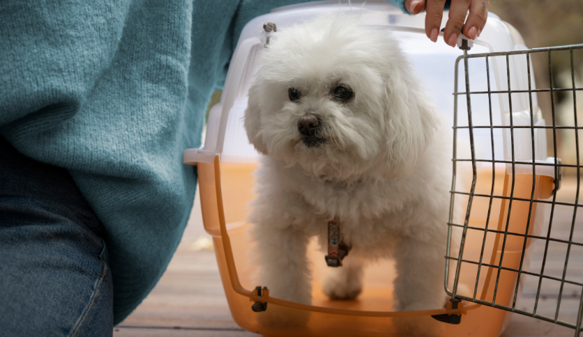 travel dog crates